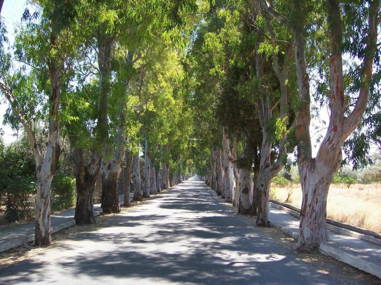 kolymbia_eukalyptusallee