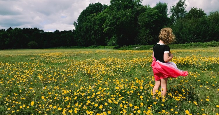 Dandelions in Warren Avenue Playing Fields, Bromley, June 2020